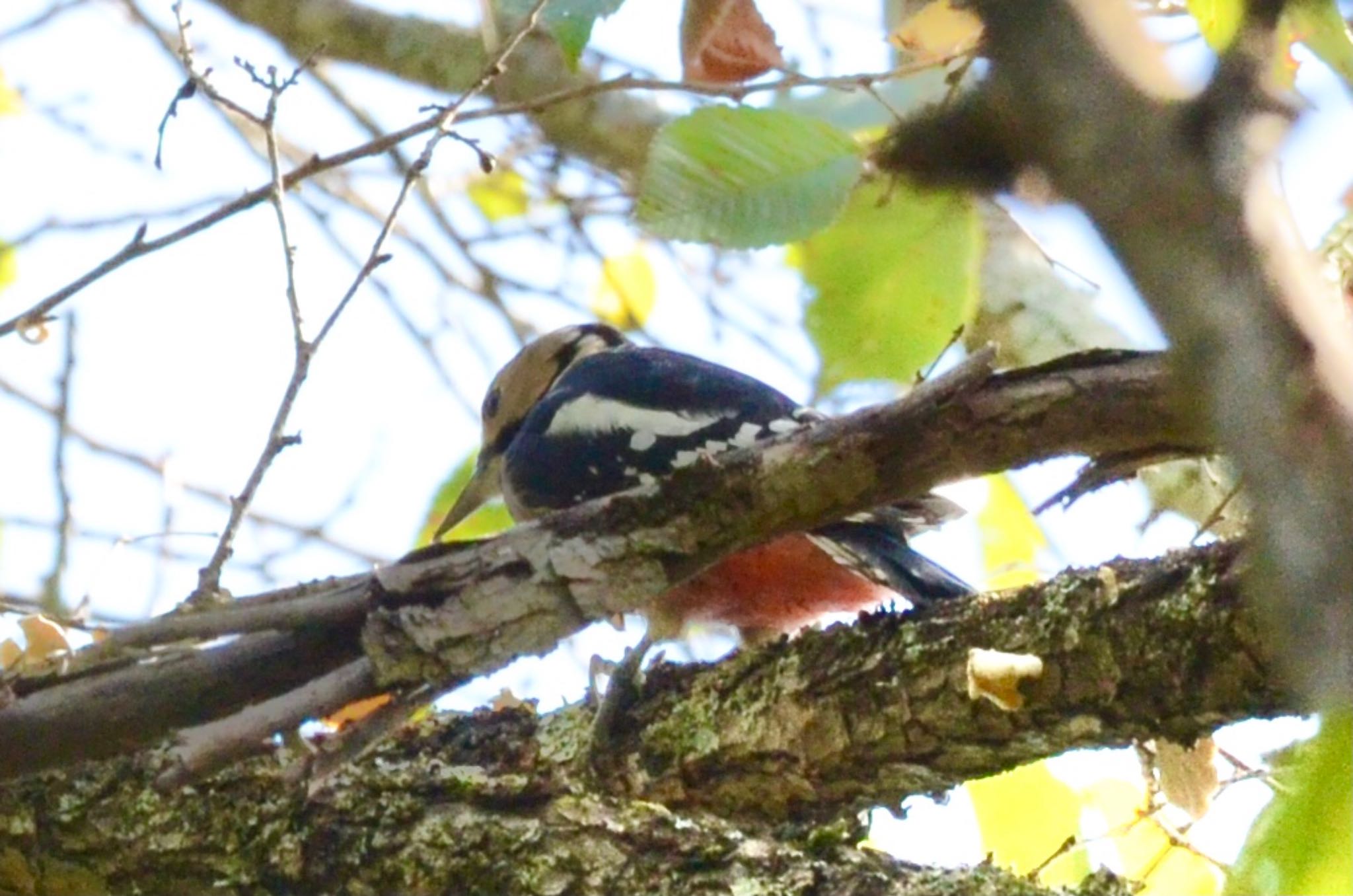 軽井沢野鳥の森 アカゲラの写真