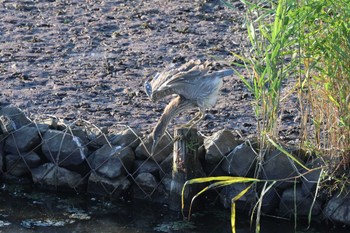2022年10月2日(日) 境川遊水地公園の野鳥観察記録