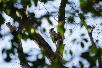 Japanese Green Woodpecker Unknown Spots Sun, 1/21/2018
