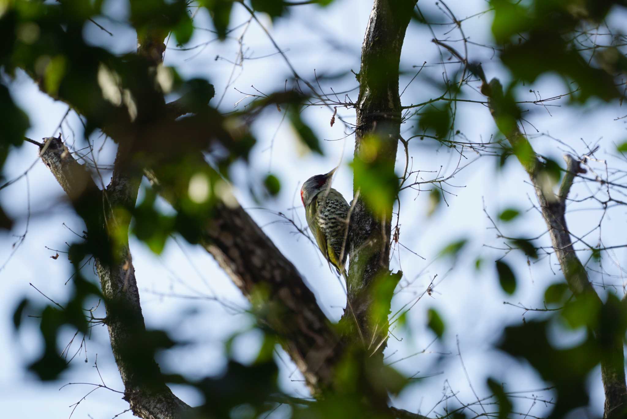 Photo of Japanese Green Woodpecker at  by マル