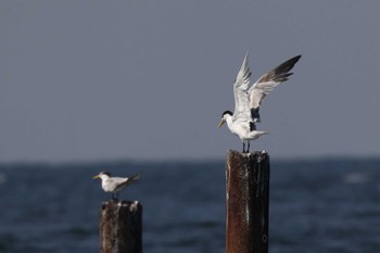 オオアジサシ 馬草海岸 2022年10月1日(土)