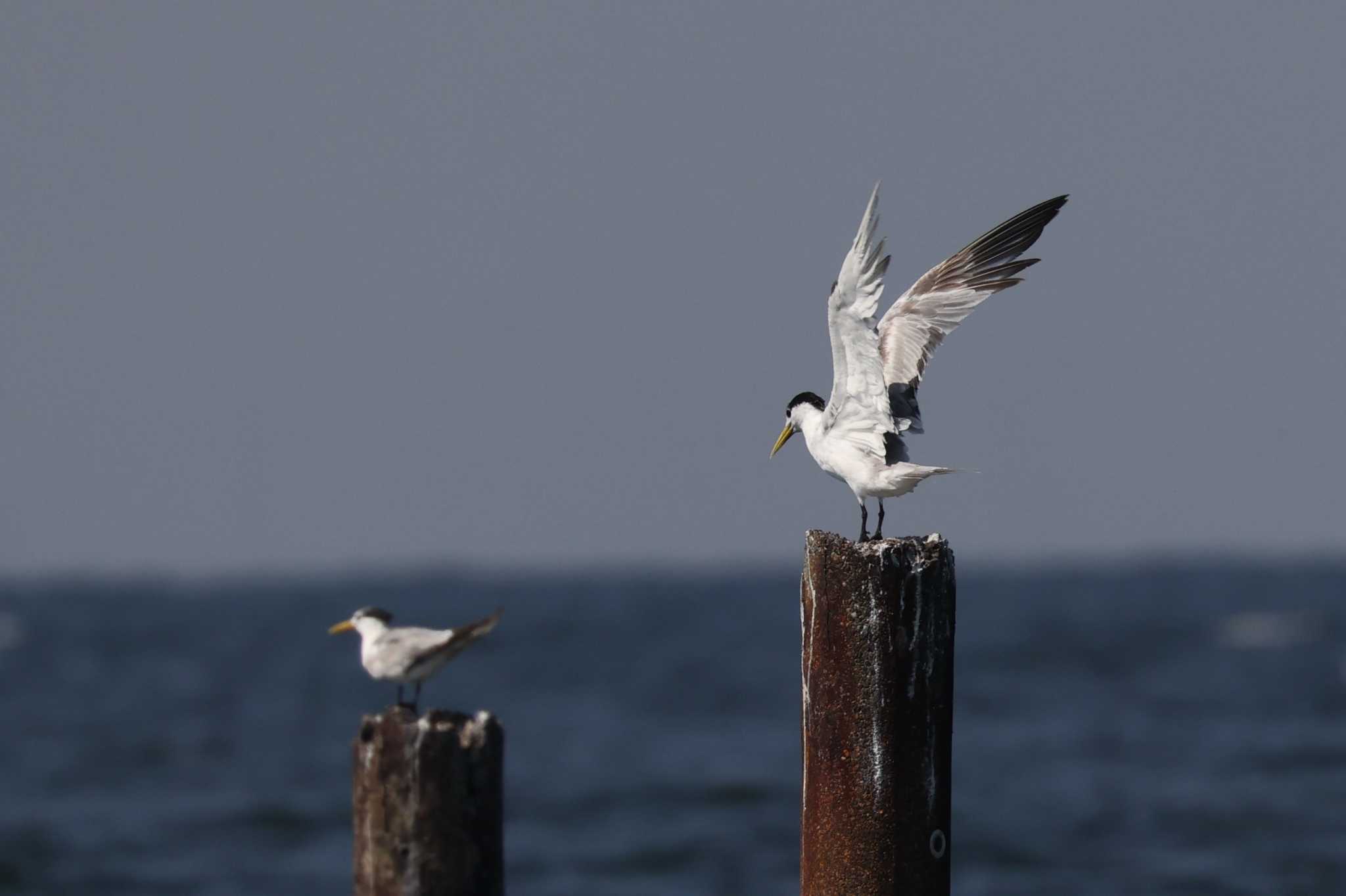 馬草海岸 オオアジサシの写真 by トビトチヌ