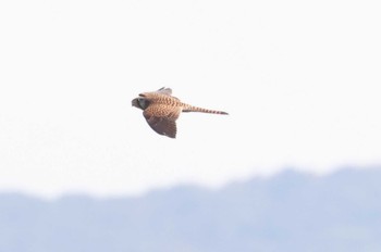 チョウゲンボウ 伊良湖岬 2022年10月1日(土)