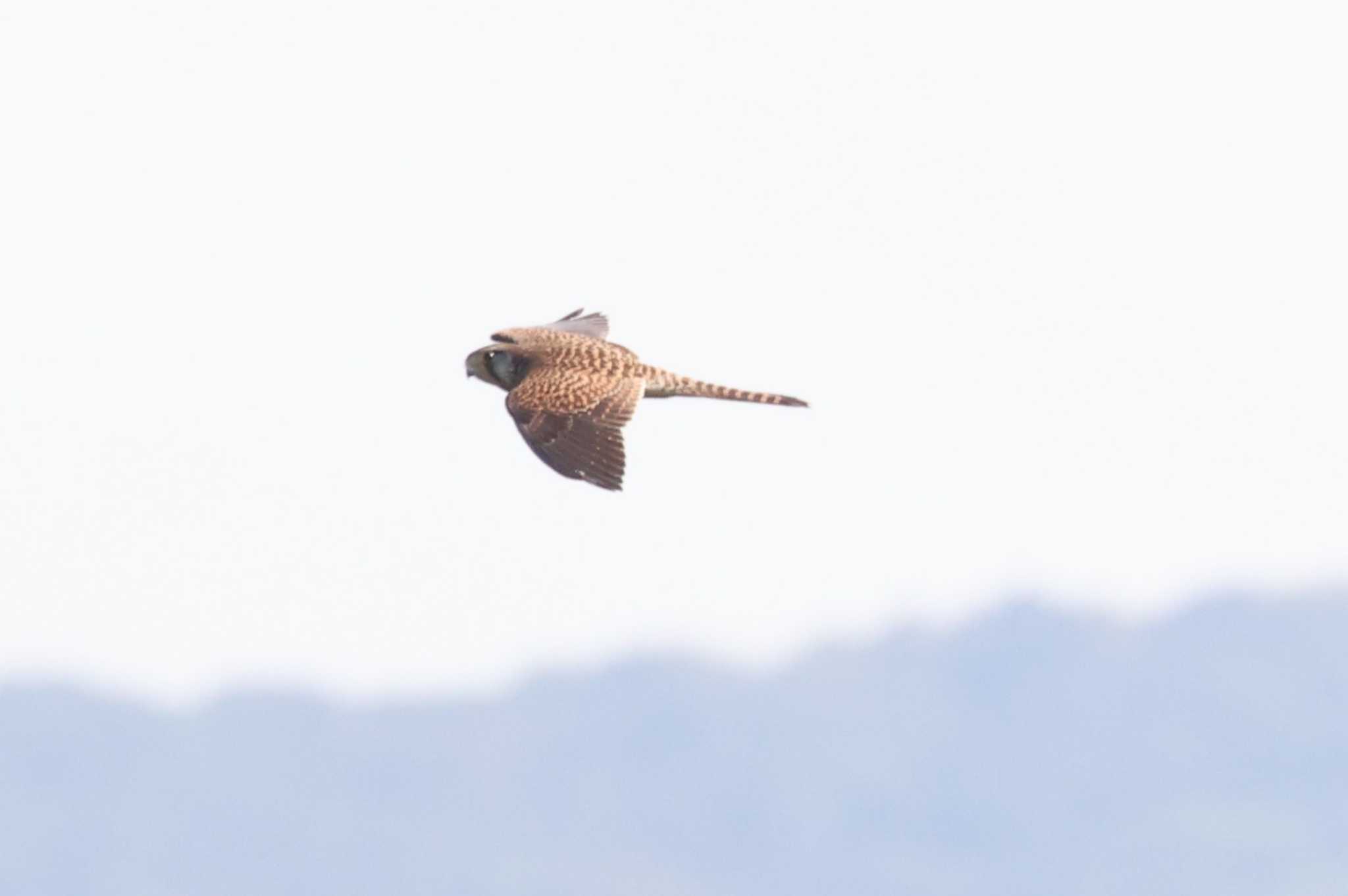 伊良湖岬 チョウゲンボウの写真