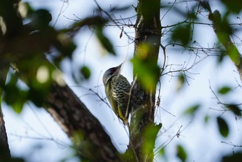 Japanese Green Woodpecker 中山寺(奥之院) Sun, 1/21/2018