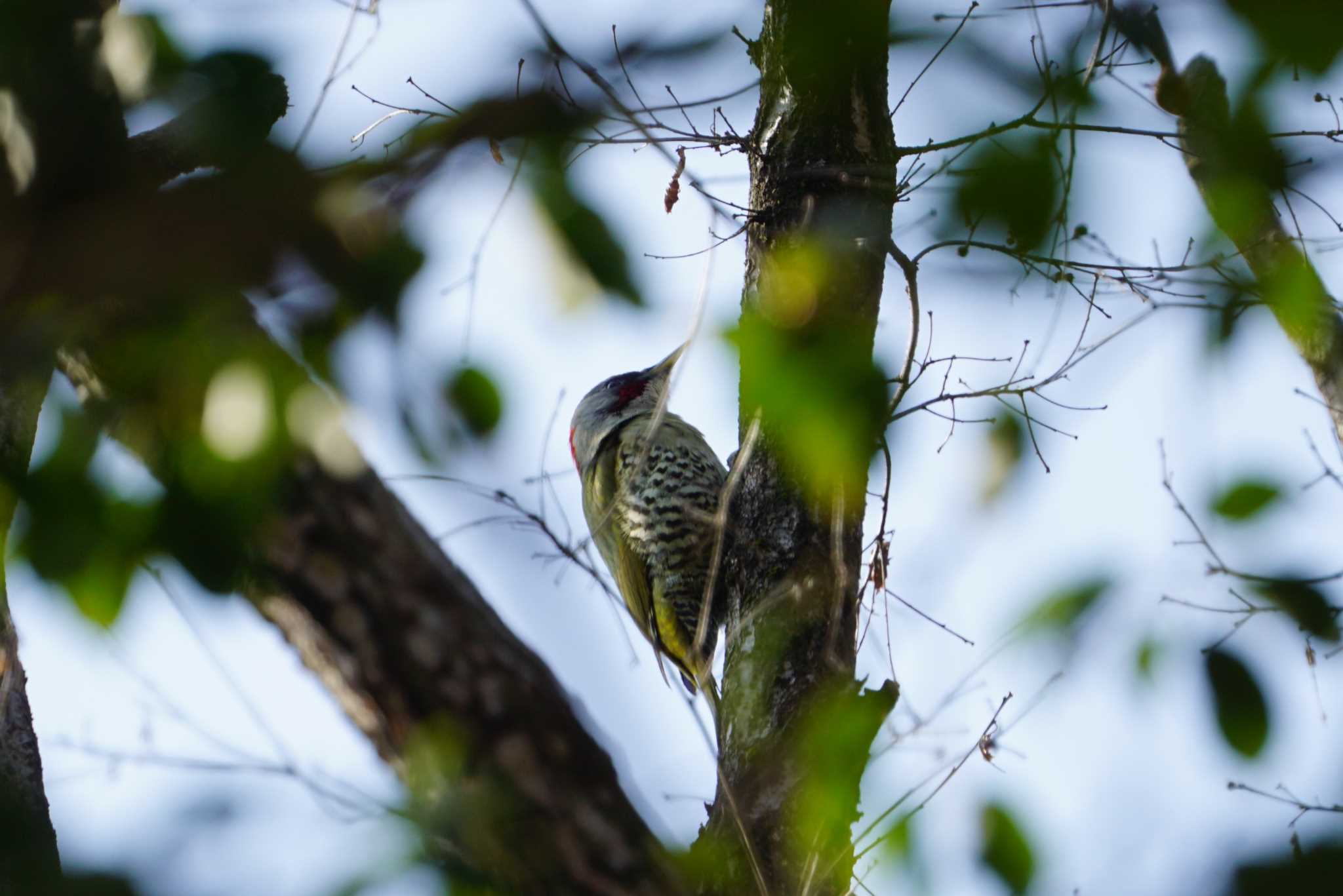 Photo of Japanese Green Woodpecker at 中山寺(奥之院) by マル