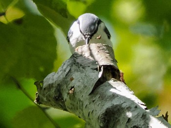 Eurasian Nuthatch(asiatica) 盤渓市民の森(札幌市中央区) Sat, 10/1/2022