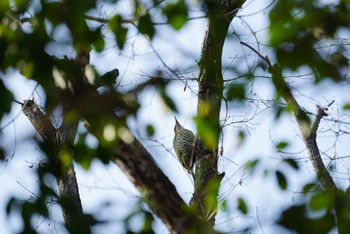 Japanese Green Woodpecker 中山寺(奥之院) Sun, 1/21/2018