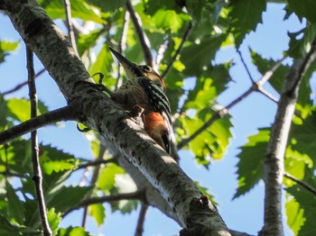 White-backed Woodpecker(subcirris) 盤渓市民の森(札幌市中央区) Sat, 10/1/2022
