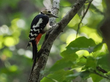 Great Spotted Woodpecker(japonicus) 盤渓市民の森(札幌市中央区) Sat, 10/1/2022