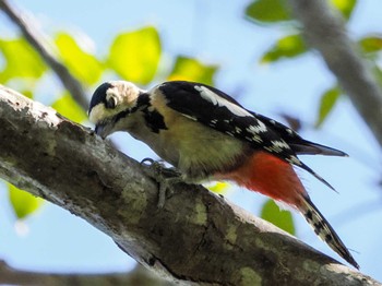 Great Spotted Woodpecker(japonicus) 盤渓市民の森(札幌市中央区) Sat, 10/1/2022