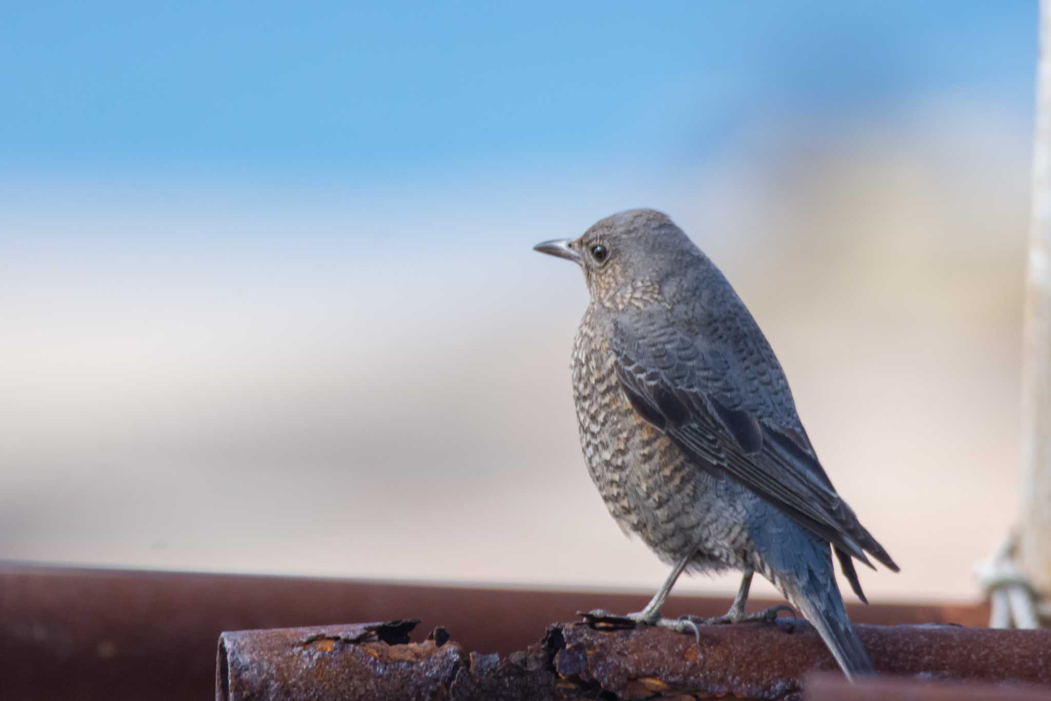 Photo of Blue Rock Thrush at 長井漁港 by Nyanchew