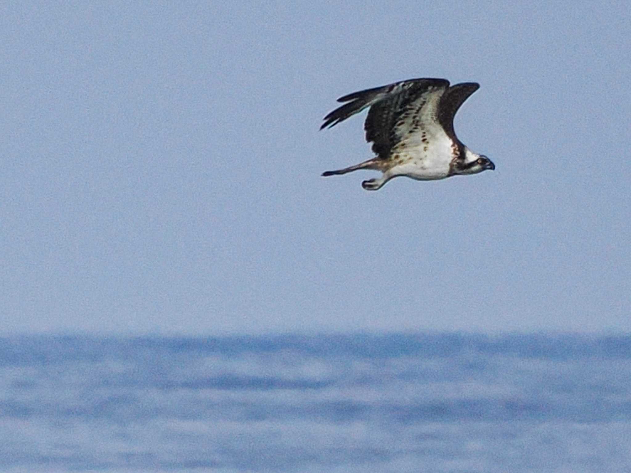 飛込みも目撃しましたが魚は逃したようです。こちらもシャッターチャンスを逃しました。