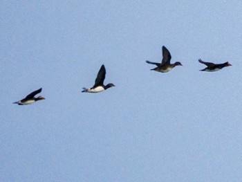 2022年10月2日(日) 新川河口(札幌市)の野鳥観察記録