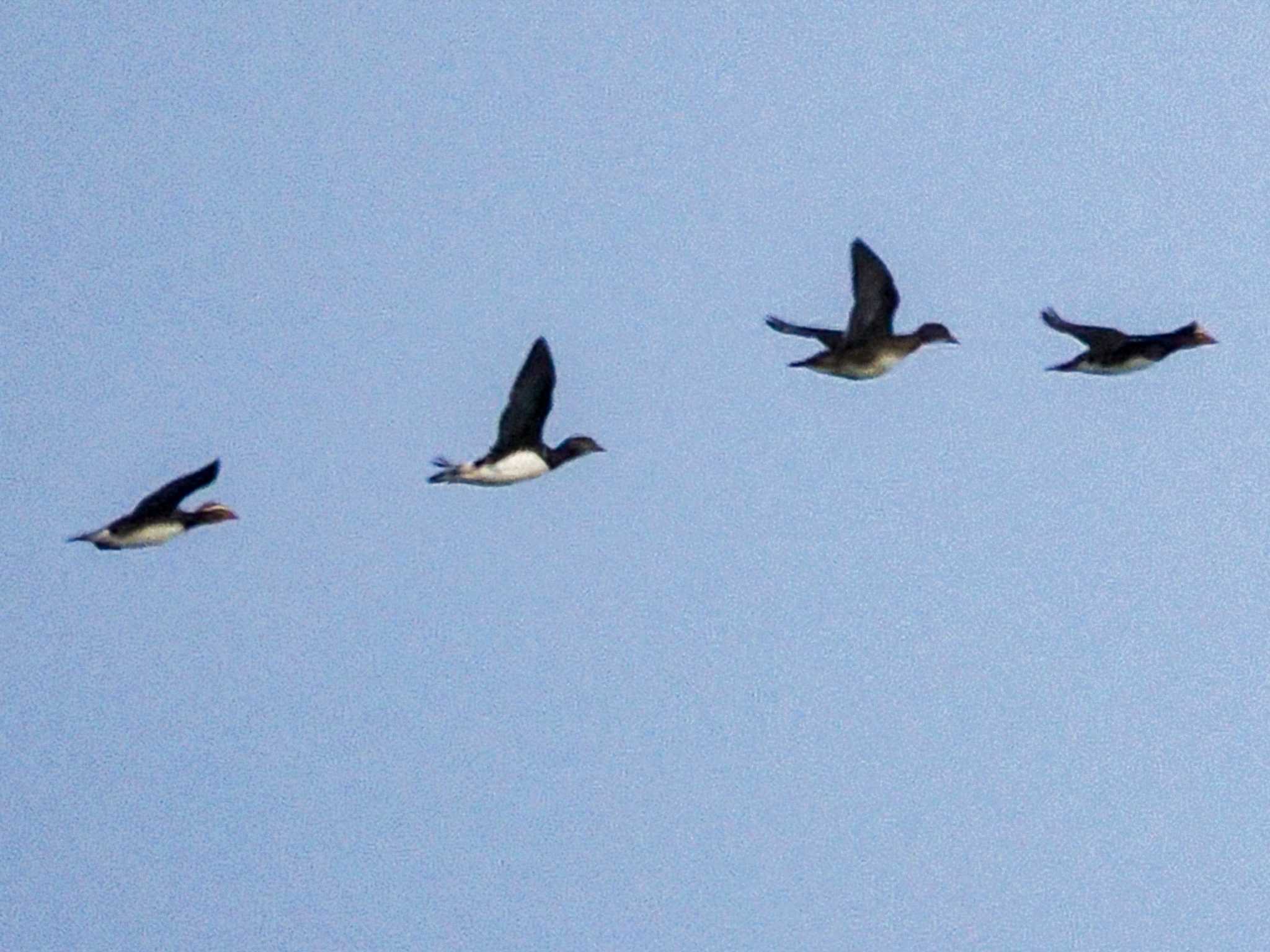 【※解決済】カモ科の鳥かと思ったのですが同定できませんでした。。どなたかお分かりになりますか。。?