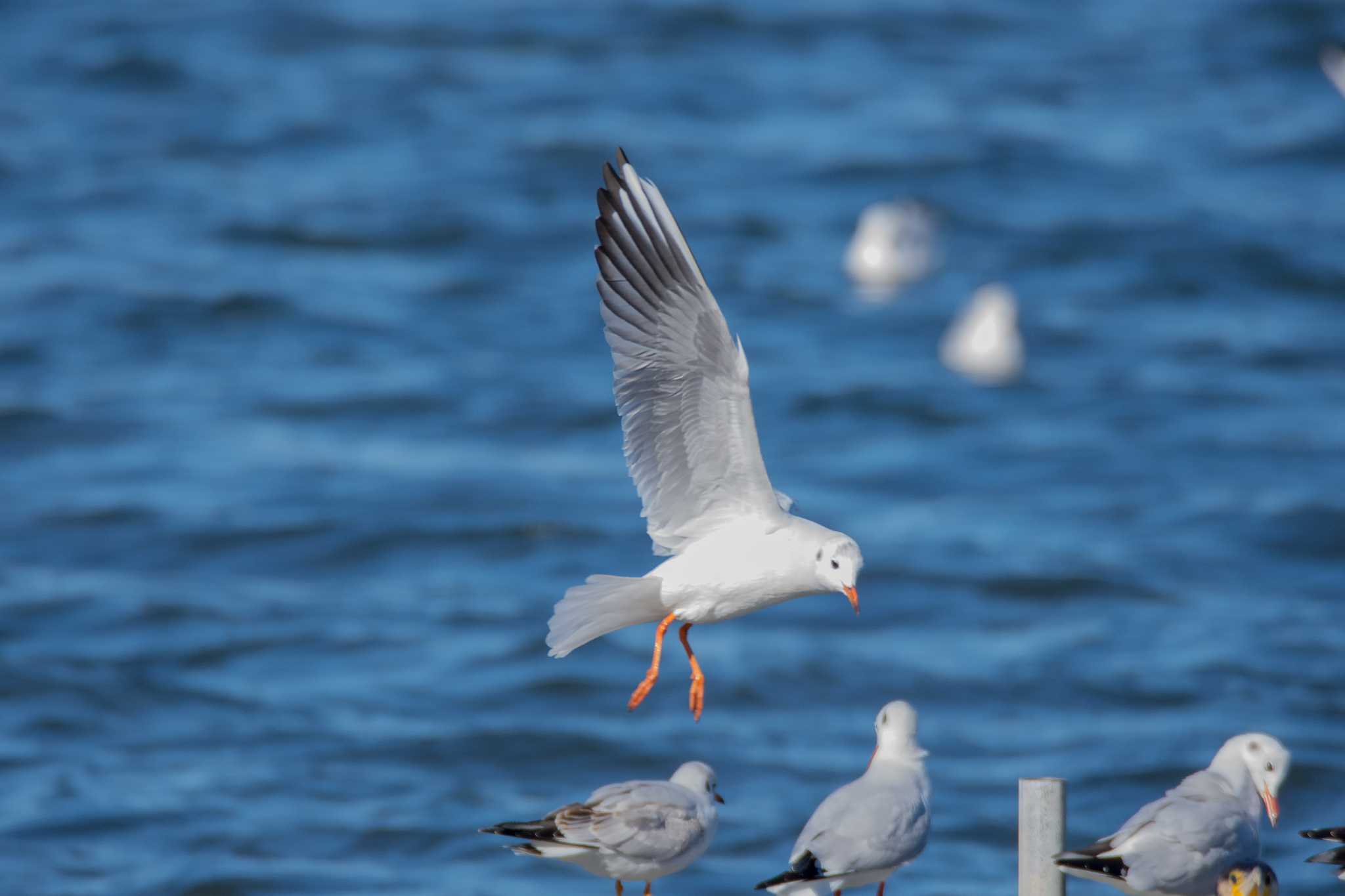 Black-headed Gull