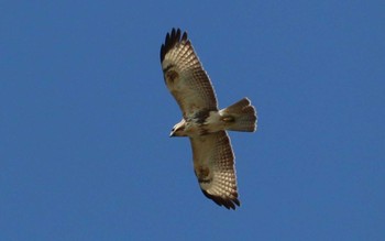 2022年9月30日(金) 伊良湖岬の野鳥観察記録