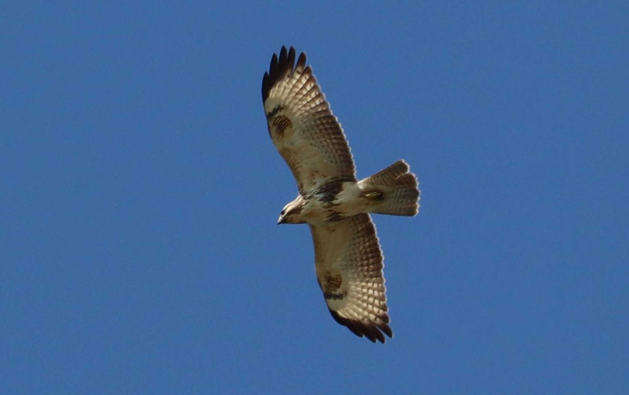 Eastern Buzzard