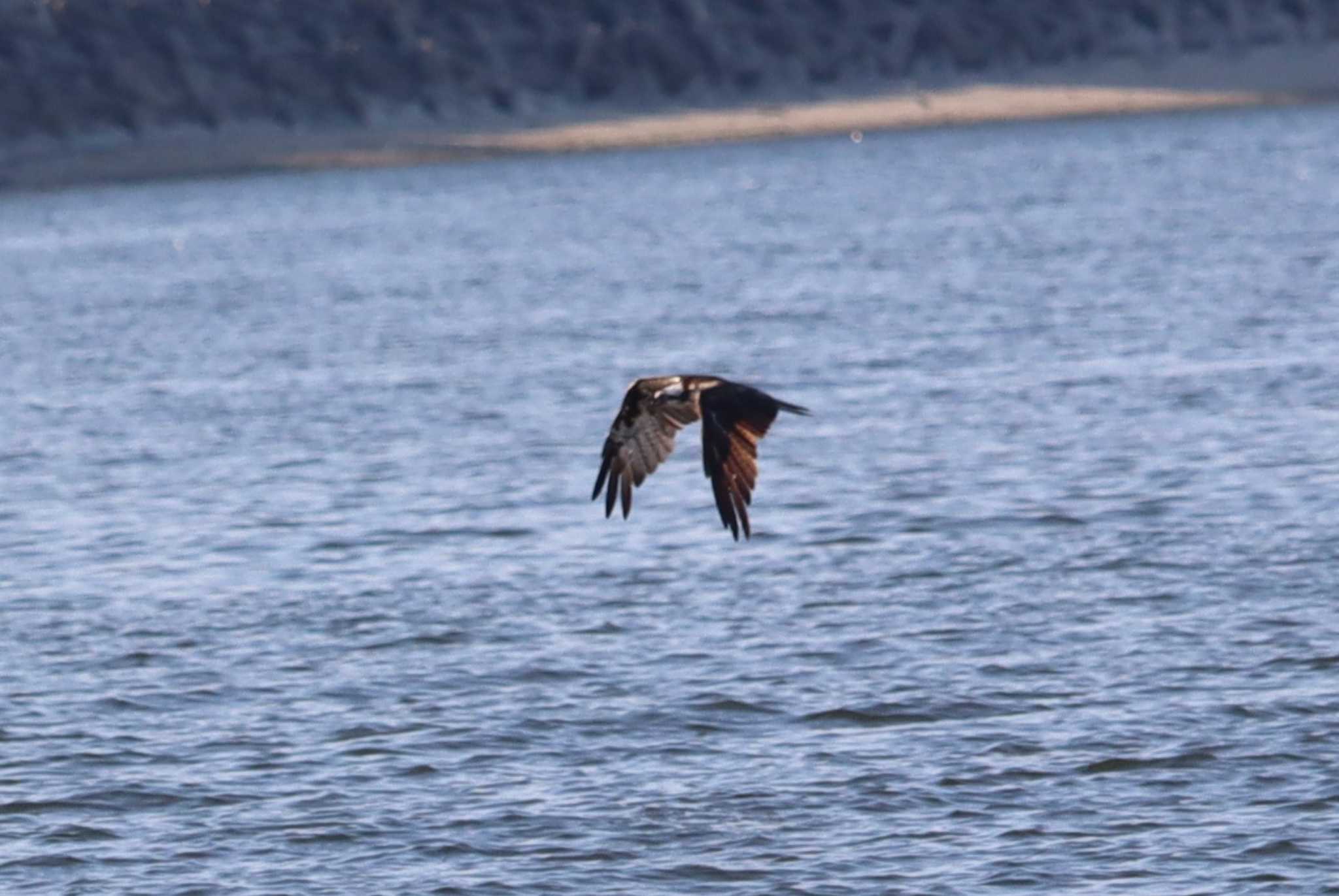 Osprey