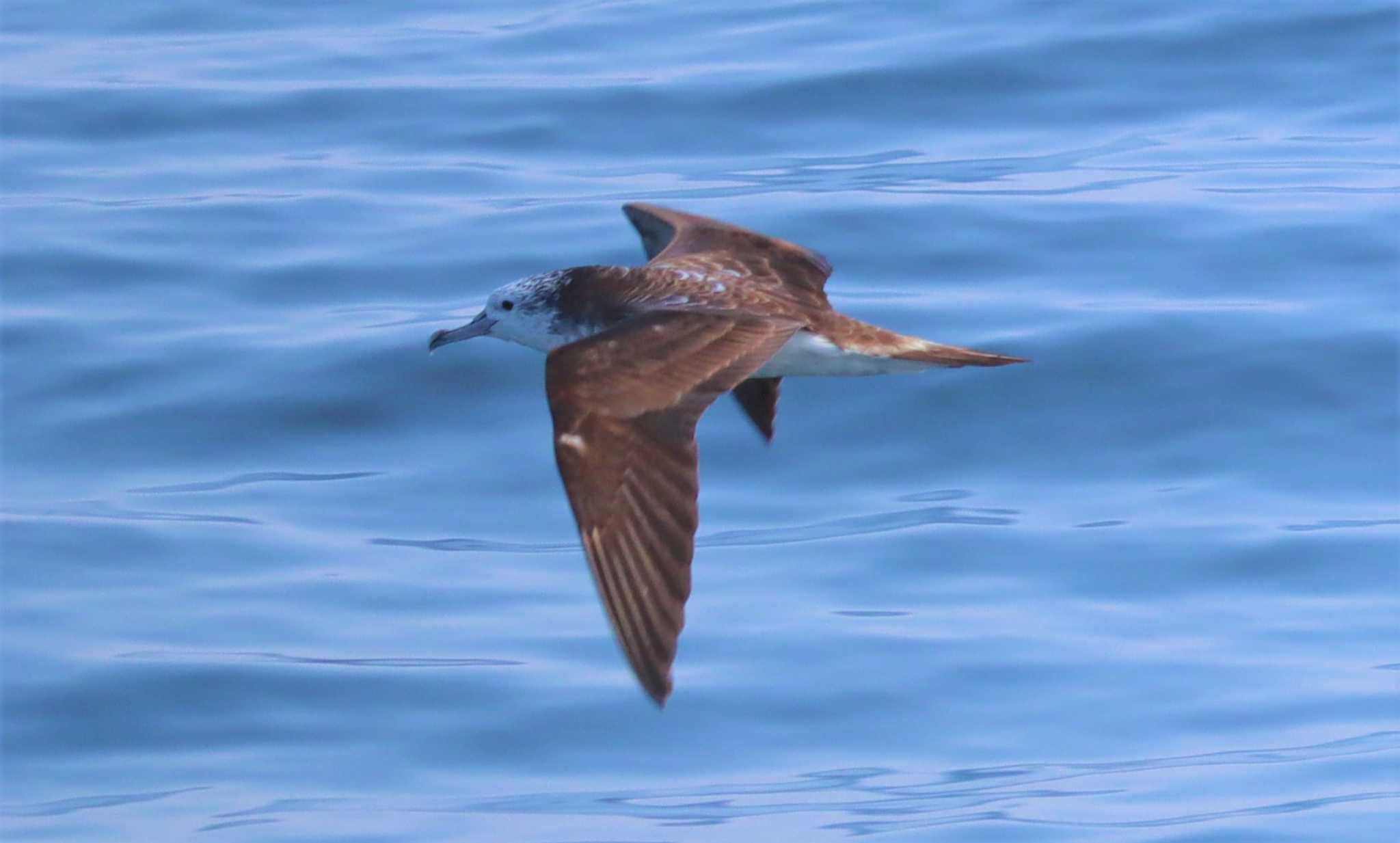 Streaked Shearwater