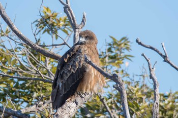 Black Kite 荒崎公園 Thu, 1/4/2018