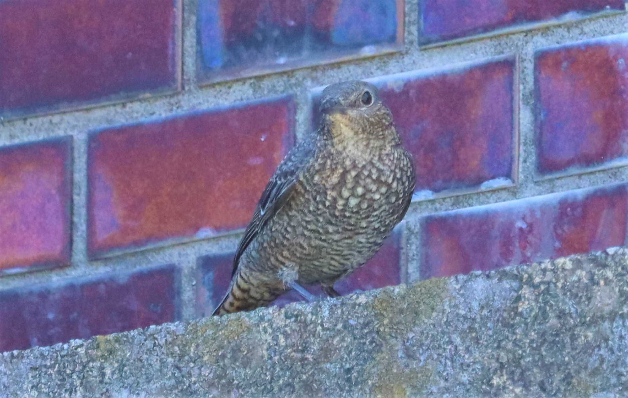 Blue Rock Thrush