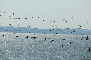 2022年10月1日(土) 三河一色海岸(西尾市)の野鳥観察記録