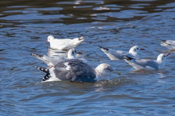 オオセグロカモメ 富浦公園 2018年1月4日(木)