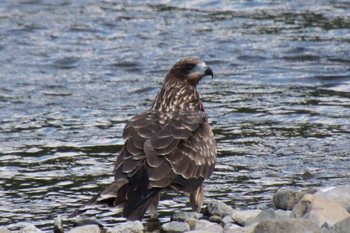 2022年10月2日(日) 鴨川の野鳥観察記録
