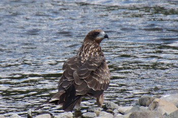 Sun, 10/2/2022 Birding report at 鴨川