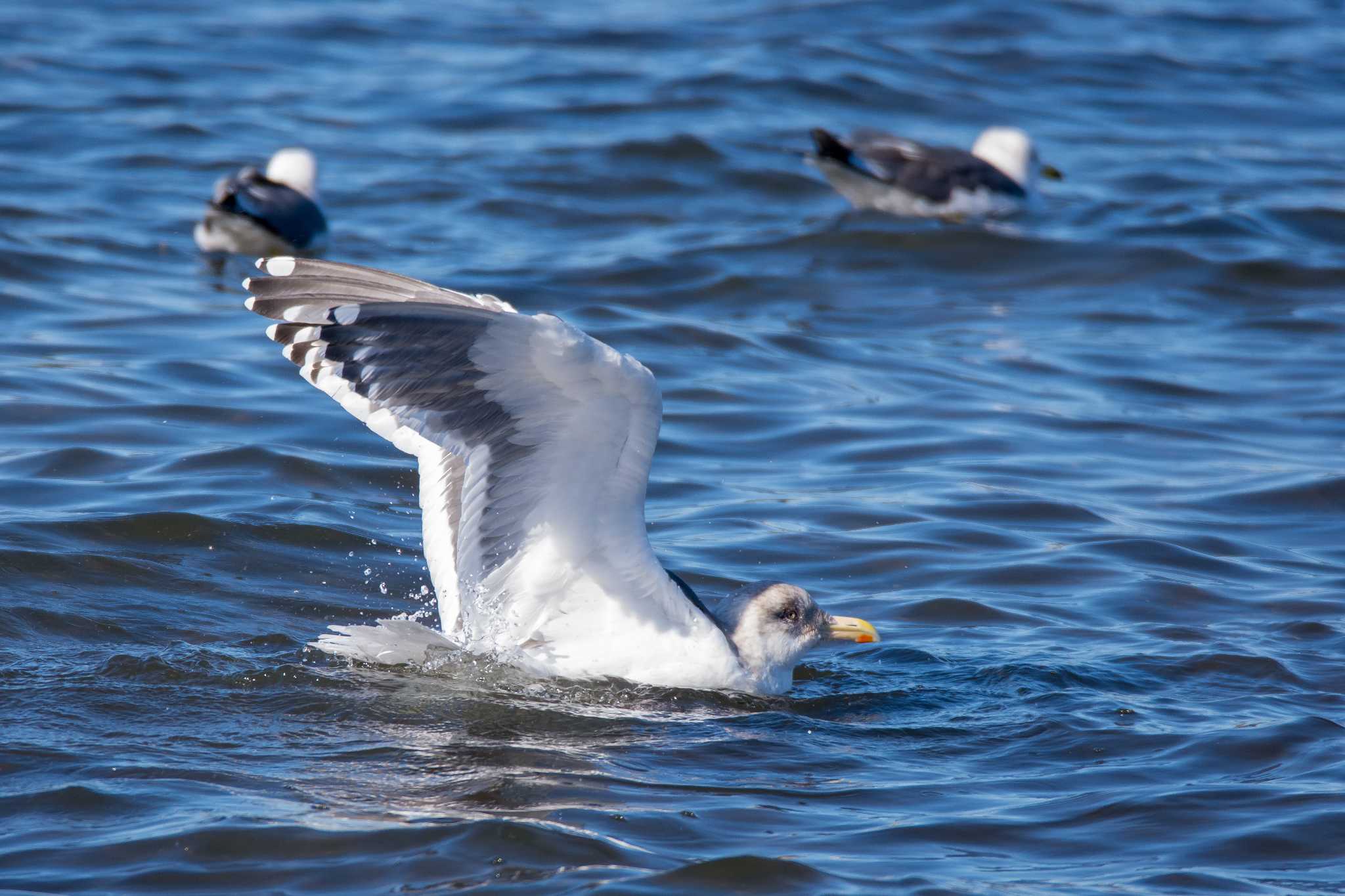 Slaty-backed Gull