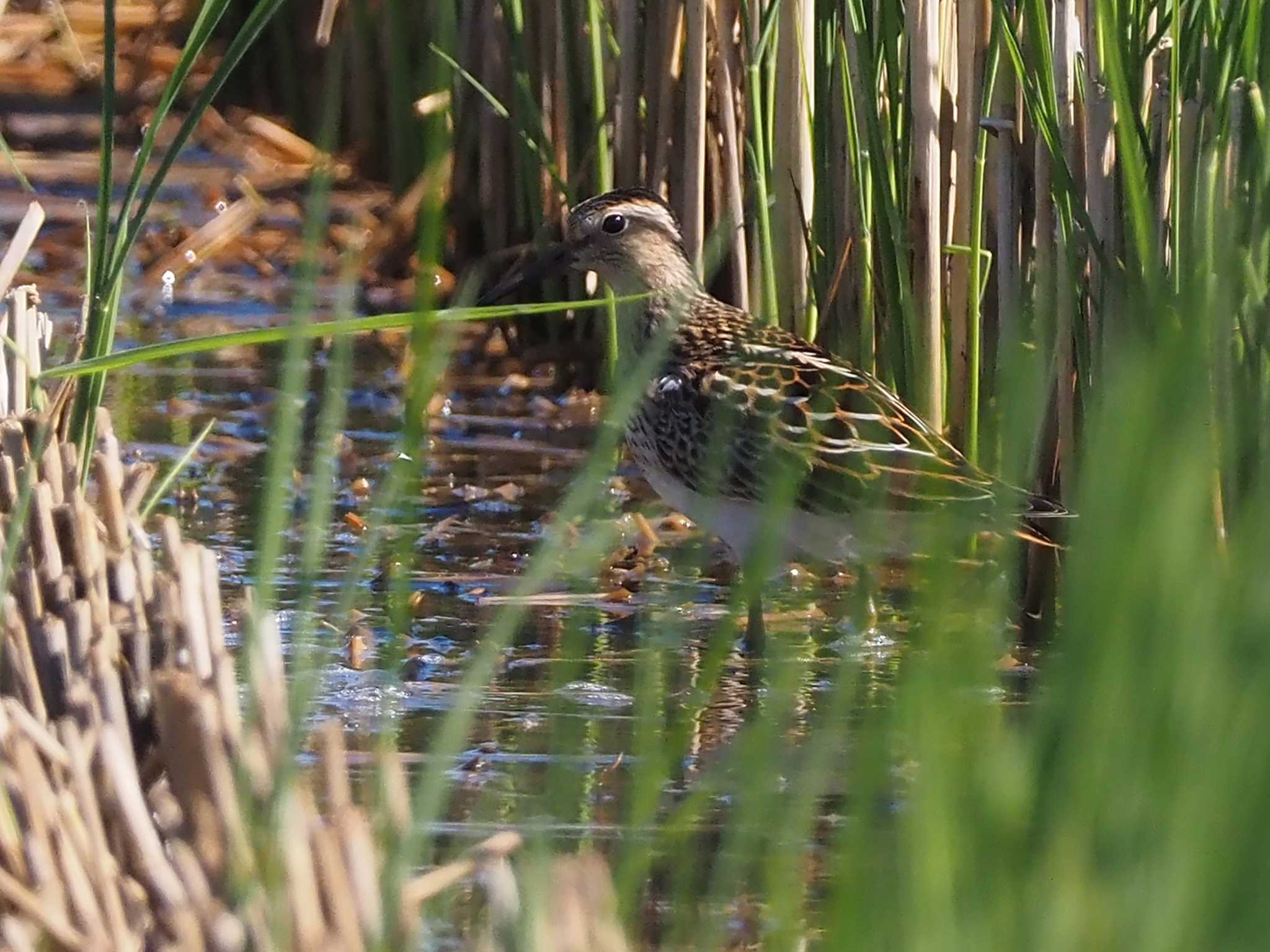 Pectoral Sandpiper