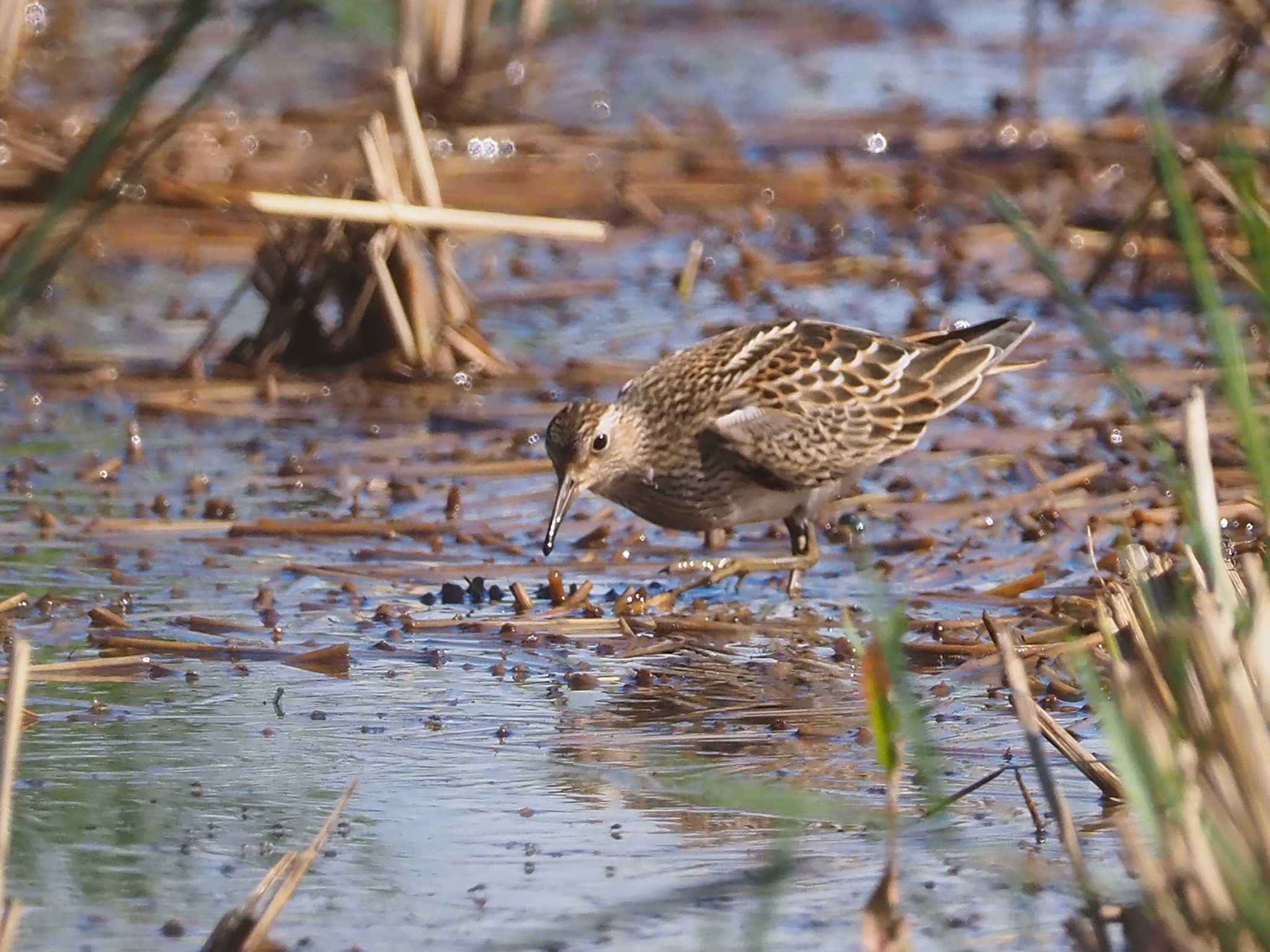 Pectoral Sandpiper