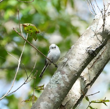 Long-tailed tit(japonicus) Lake Utonai Sun, 9/25/2022