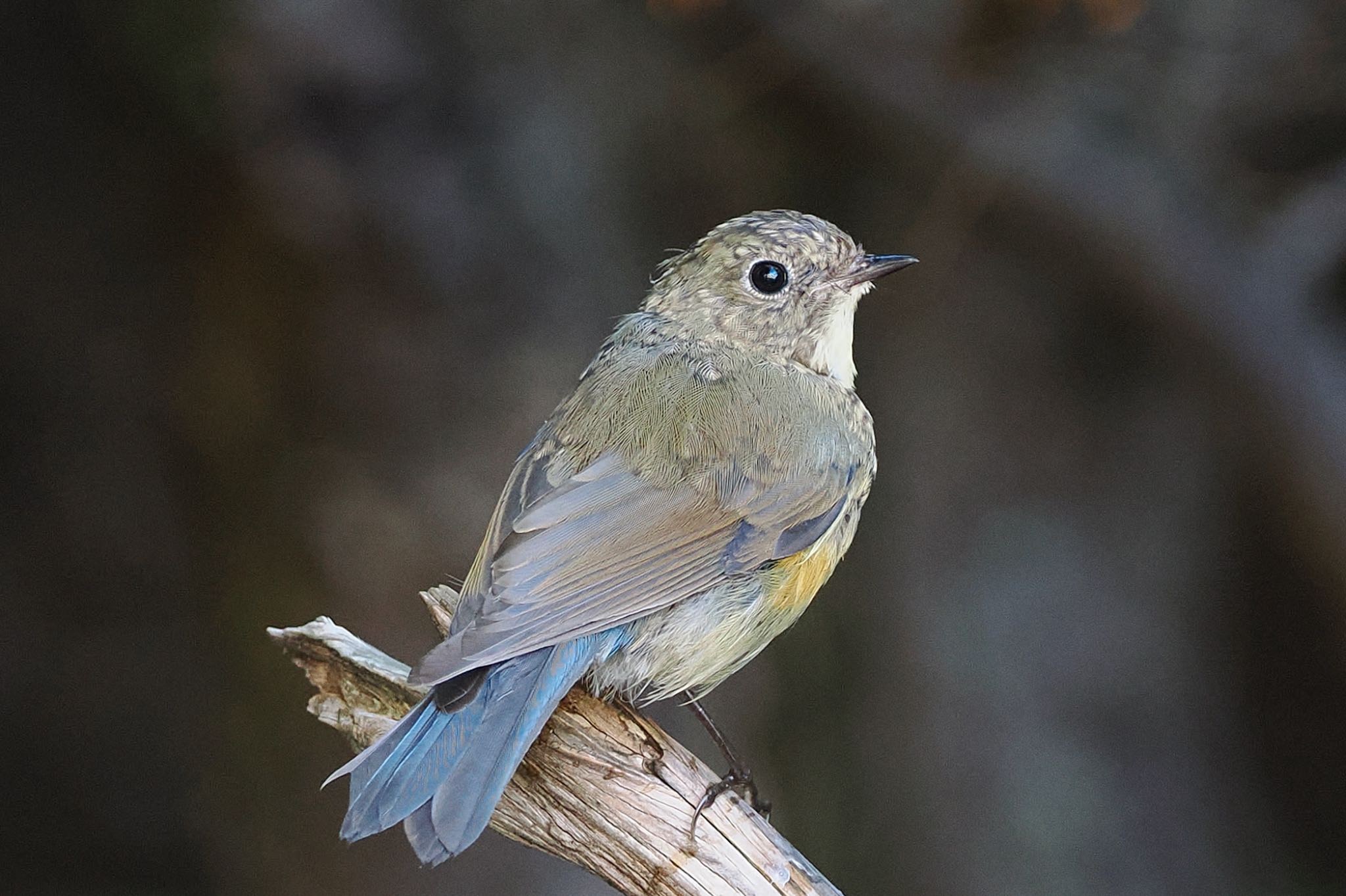 Red-flanked Bluetail