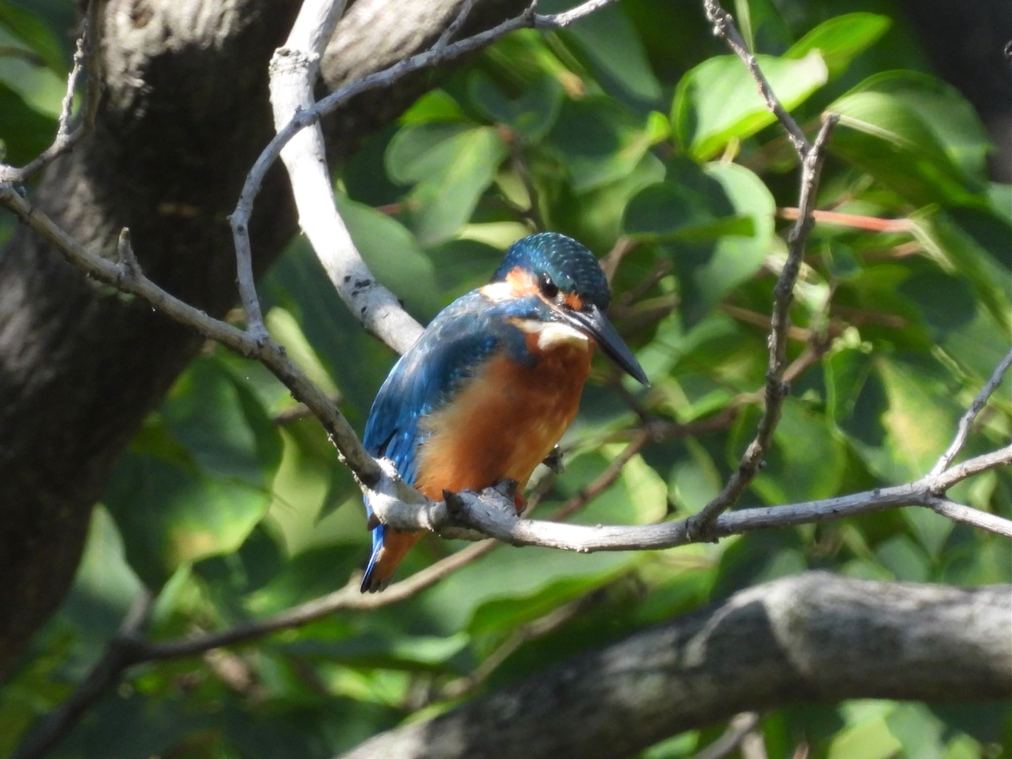 東京港野鳥公園 カワセミの写真 by yoshikichi