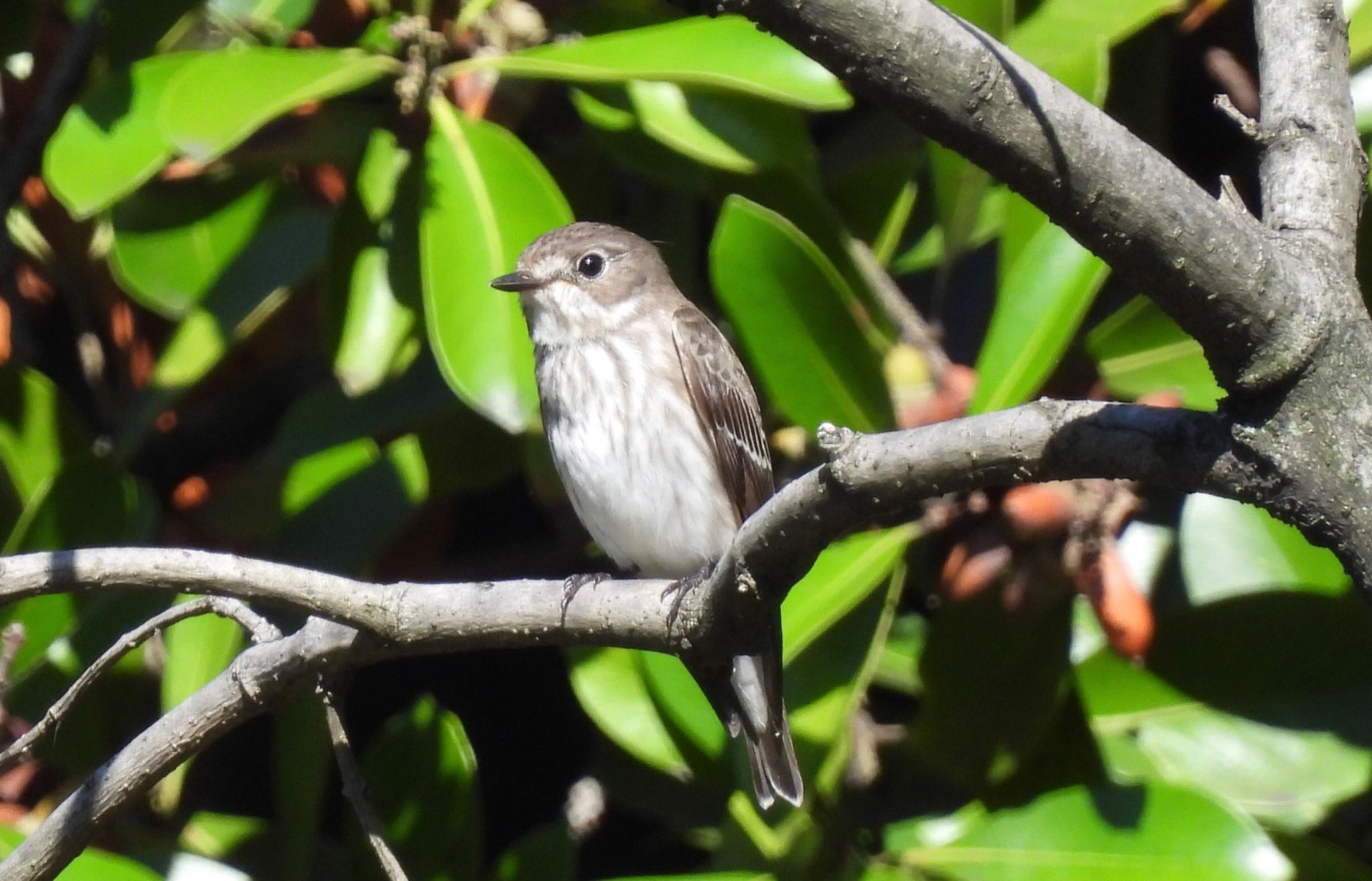 東京港野鳥公園 エゾビタキの写真 by yoshikichi