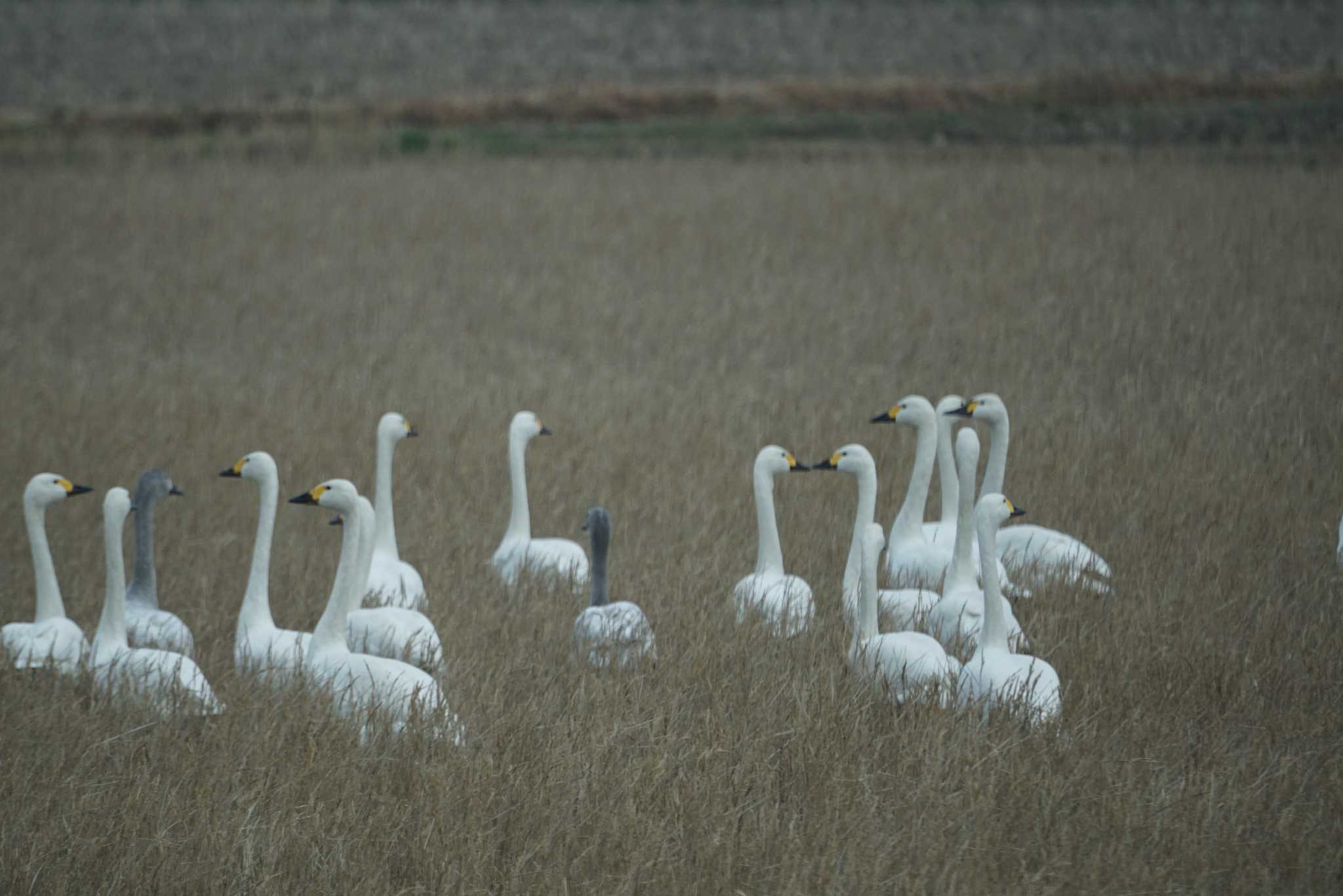 Photo of Tundra Swan at 米子・出雲 by マル