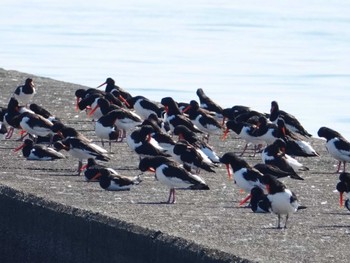 ミヤコドリ ふなばし三番瀬海浜公園 2022年10月2日(日)