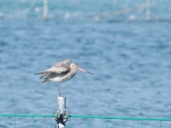 オオソリハシシギ ふなばし三番瀬海浜公園 2022年10月2日(日)