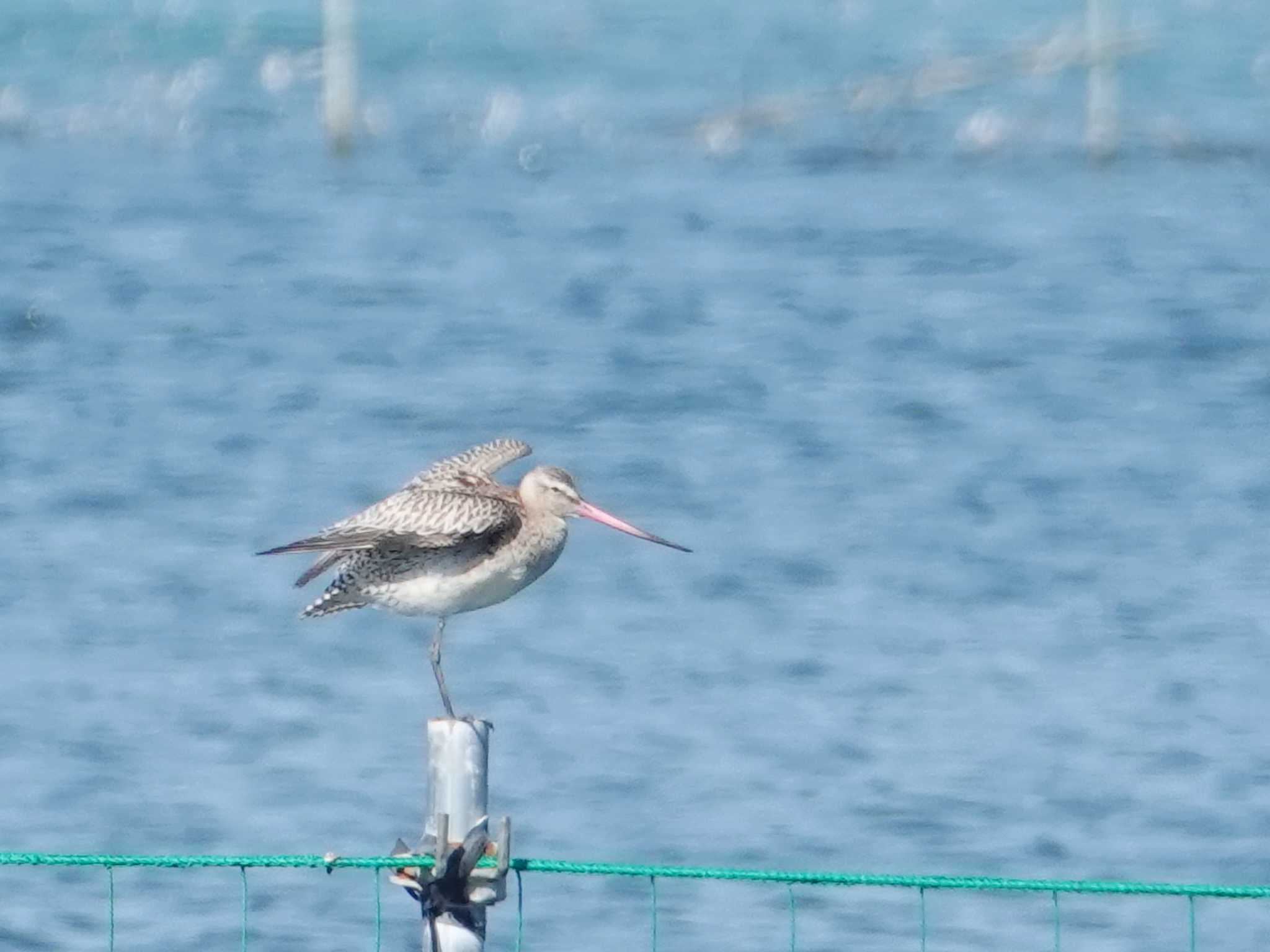 ふなばし三番瀬海浜公園 オオソリハシシギの写真 by ぴろり