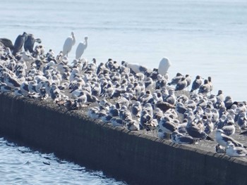 ウミネコ ふなばし三番瀬海浜公園 2022年10月2日(日)