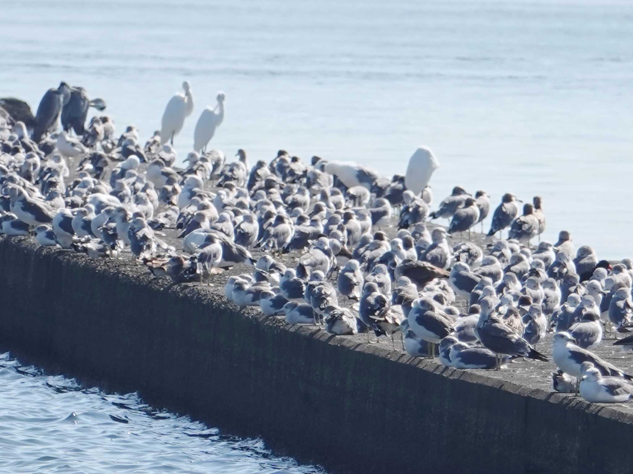 ふなばし三番瀬海浜公園 ウミネコの写真 by ぴろり