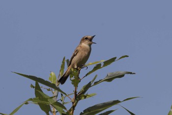 Amur Stonechat 紀ノ川 Sun, 10/2/2022