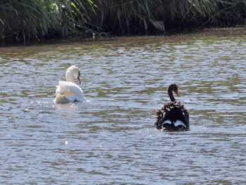 Black Swan 偕楽園 Sat, 10/1/2022