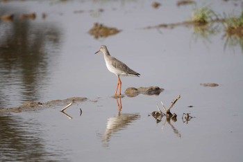 Spotted Redshank 米子・出雲 Fri, 1/19/2018