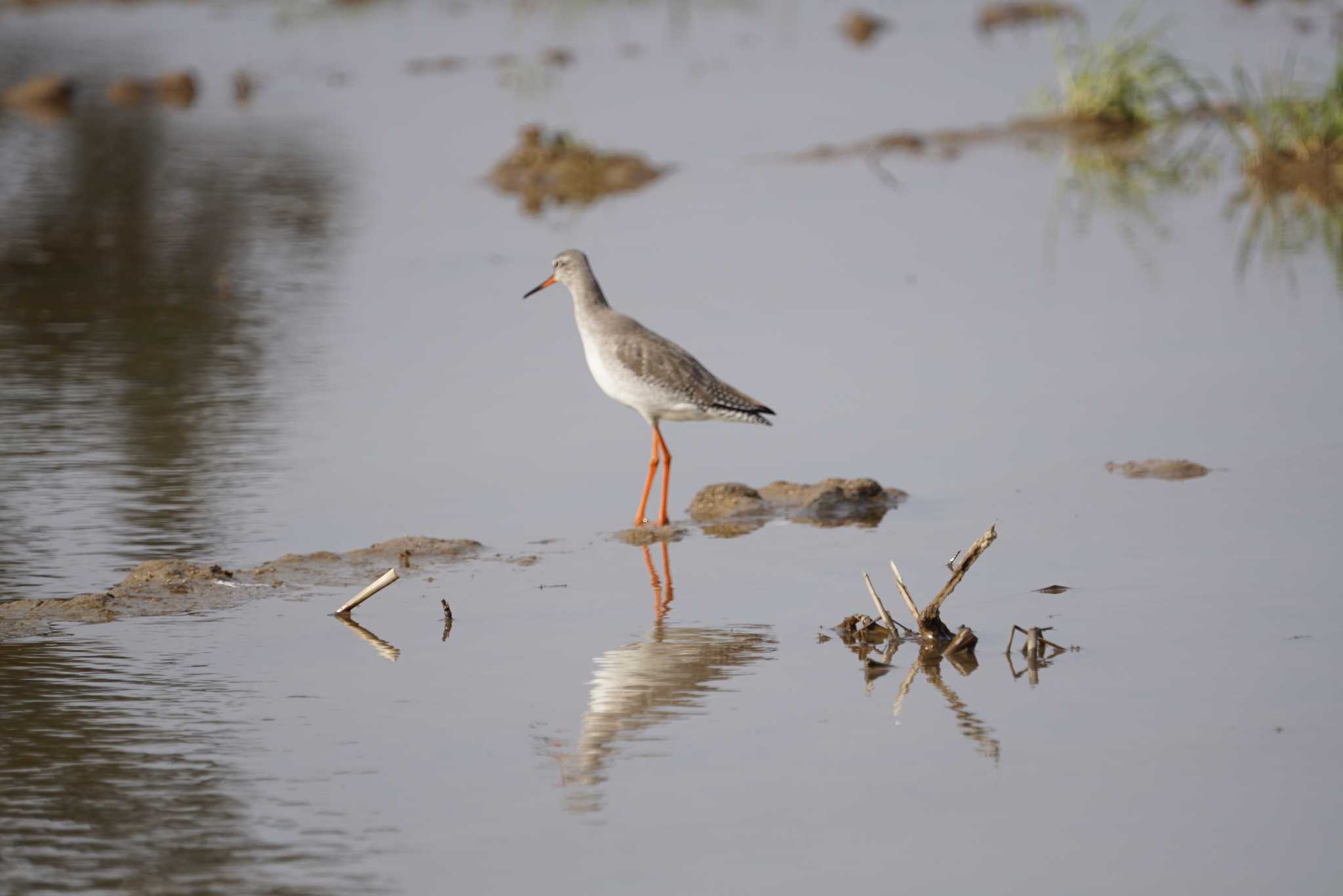 Photo of Spotted Redshank at 米子・出雲 by マル