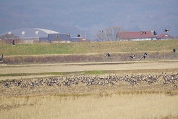 Greater White-fronted Goose 米子・出雲 Fri, 1/19/2018