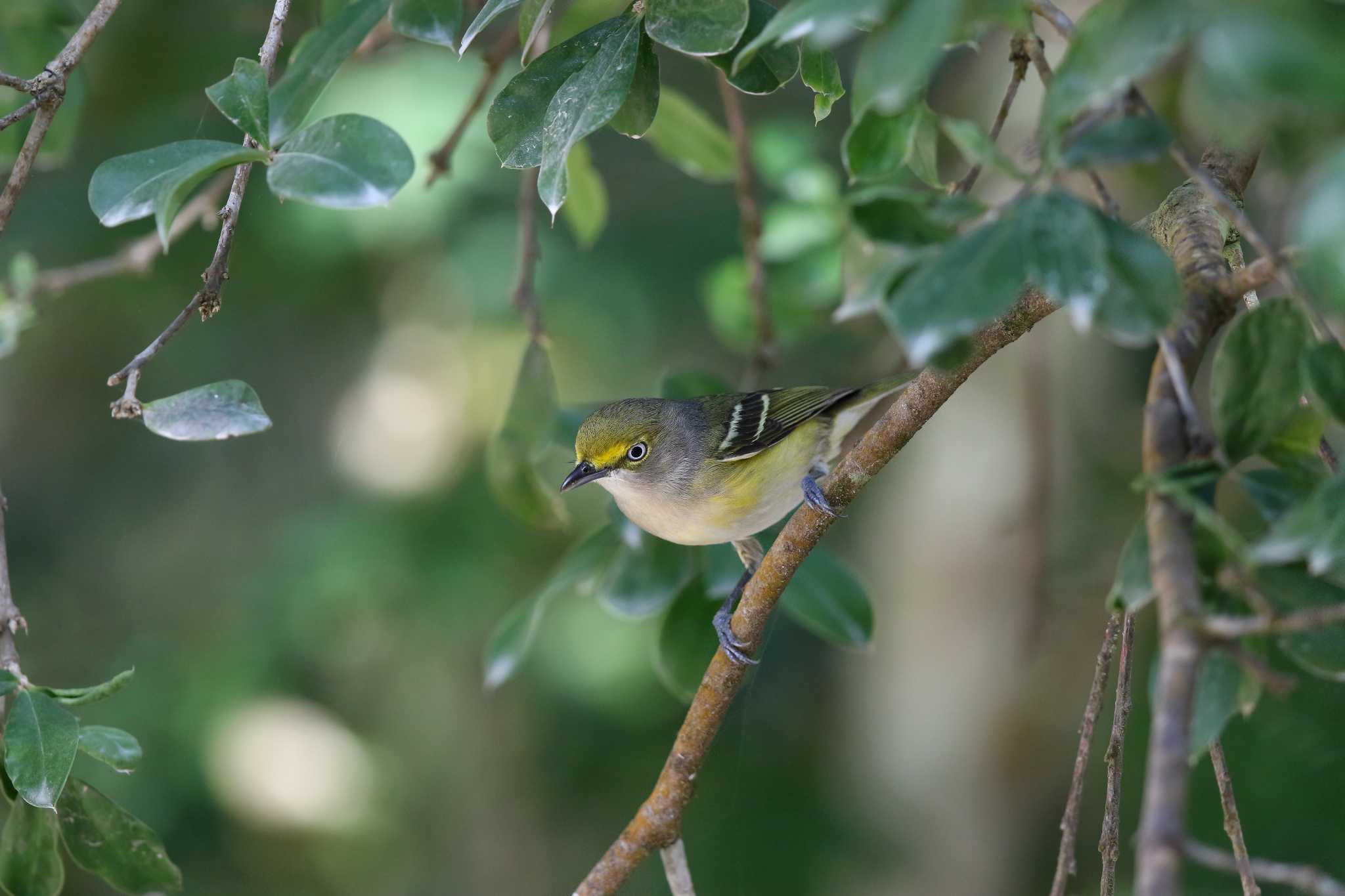 Photo of White-eyed Vireo at Coba Ruins by Trio