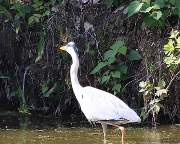 Grey Heron 大仙陵古墳 Fri, 5/27/2022